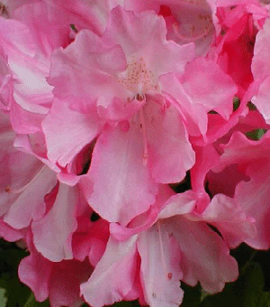 Yaku Prince Rhododendron (Rhododendron 'Yaku Prince') - 1 gallon 6" -Ship Only