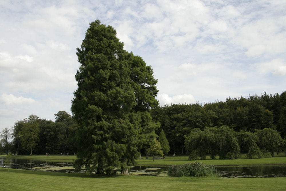 Baldcypress (Taxodium distichum) - 3 gallon 36" -Ship Only