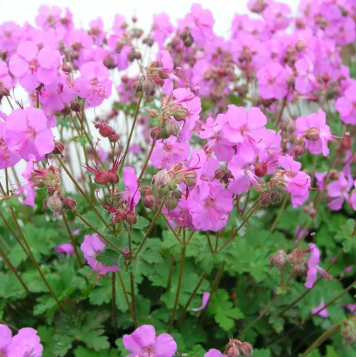 Biokovo Karmina Cranesbill (Geranium cinereum 'Karmina') - 1 gallon -Ship Only