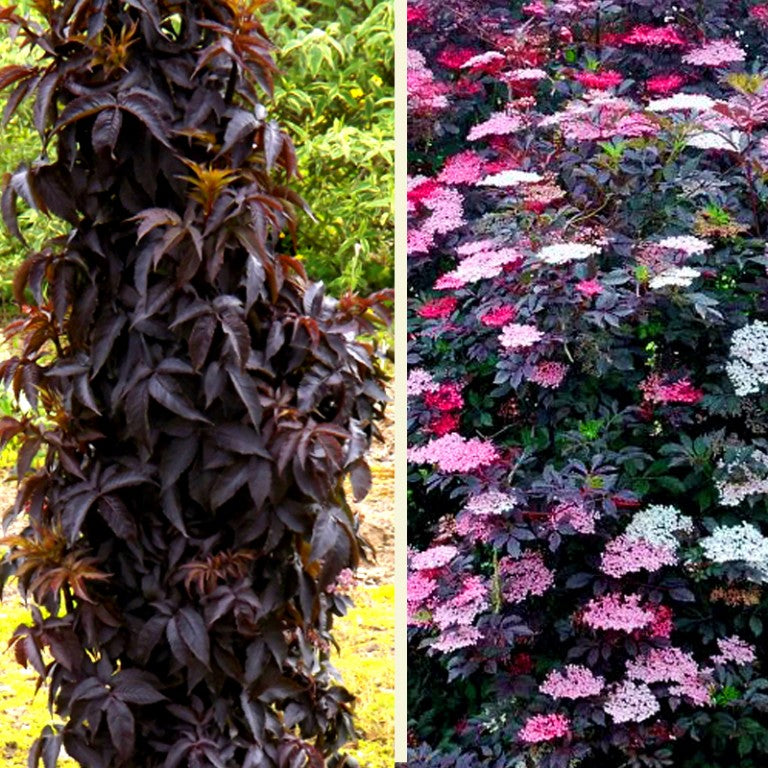 Black Tower Elderberry (Sambucus nigra 'Eiffel 1' BLACK TOWER) - 1 gallon -Ship Only