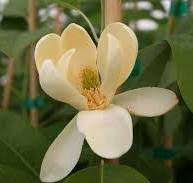 Moonglow® Sweetbay Magnolia (Magnolia 'V Moonglow') - 3 gallon 36" -Ship Only