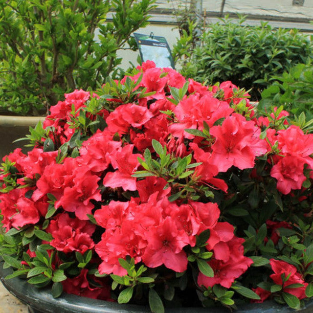 Red Demon Azalea (Azalea 'Exbury Red Demon') - 3 gallon -Ship Only
