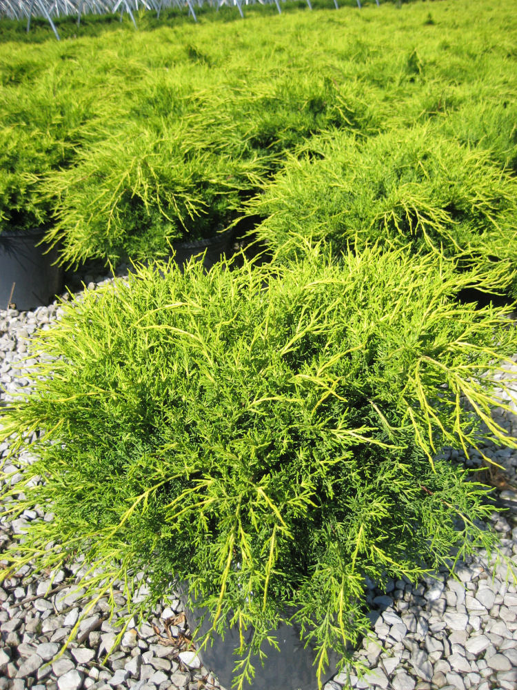 Old Gold Juniper (Juniperus chinensis 'Old Gold') - 1 gallon 6" -Ship Only