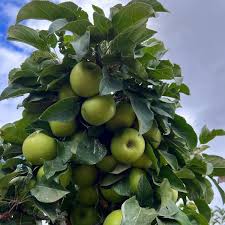 Fruit Snacks® Tangy Green™ Apple (Malus 'Fruit Tangy Green') - 2 gallon -Ship Only