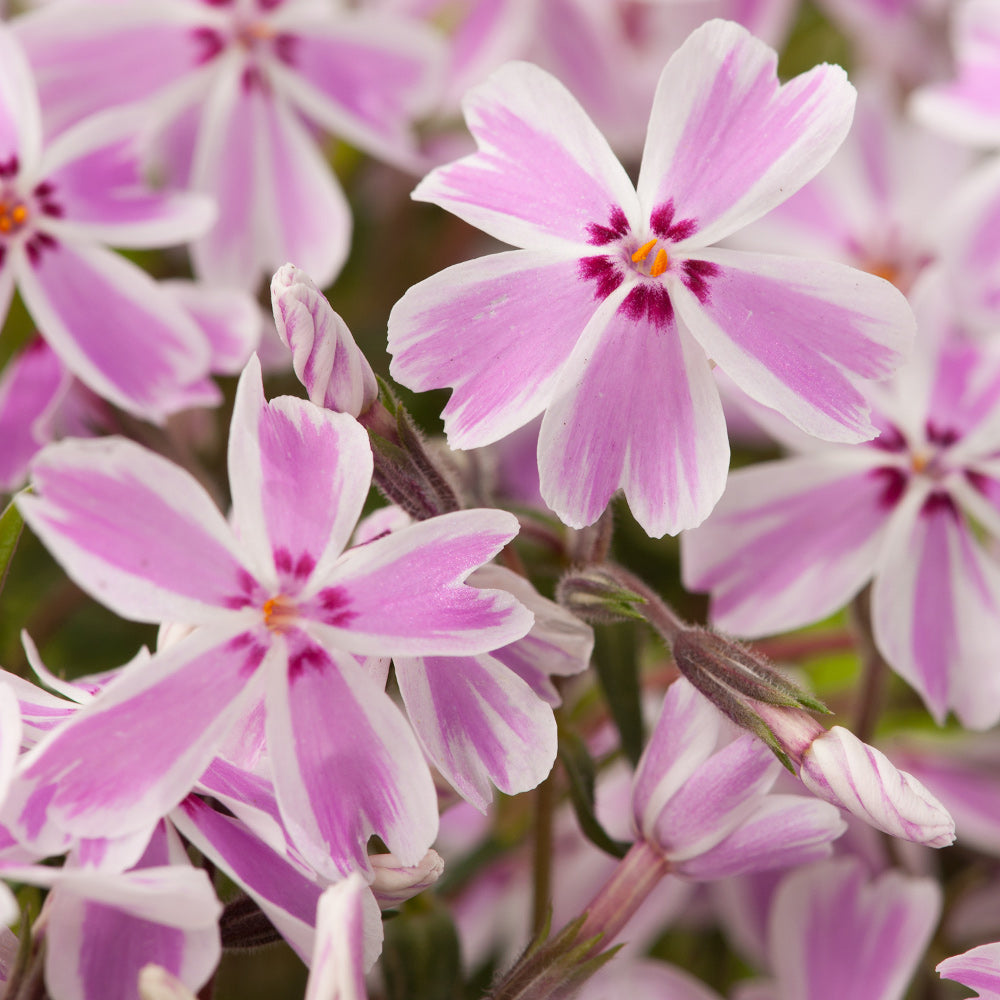 Candy Stripe Creeping Phlox (Phlox subulata 'Candy Stripe') - 1 gallon -Ship Only