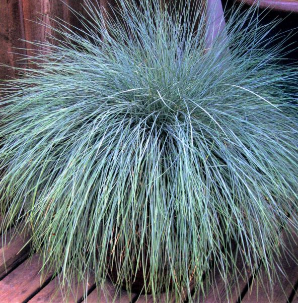 Beyond Blue™ Festuca (Festuca 'F.G. Beyond Blue') - 2 gallon -Ship Only