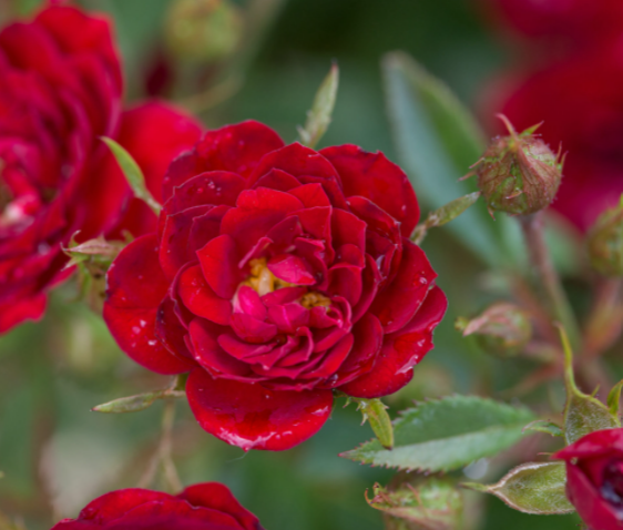 Rose Chi™ (Rosa E.E 'Chi') - 2 gallon -Ship Only
