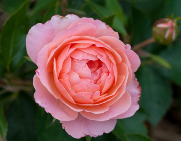 Calypso Rose (Rosa E.E 'Calypso') - 2 gallon -Ship Only