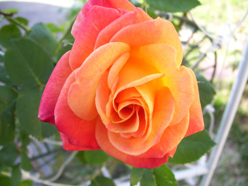 Joseph's Coat Climbing Rose (Rosa CL 'Joseph's Coat') - 3 gallon -Ship Only