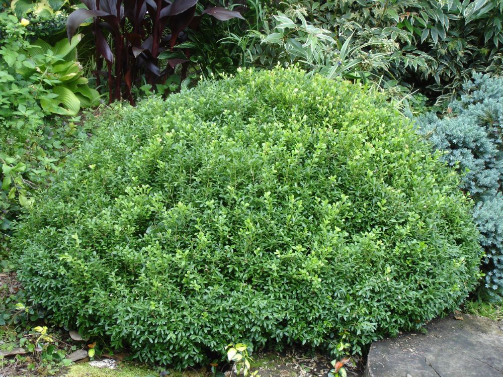 NewGen Liberty Bell™ Boxwood (Buxus newgen 'Liberty Belle') - 1 gallon 8" -Ship Only
