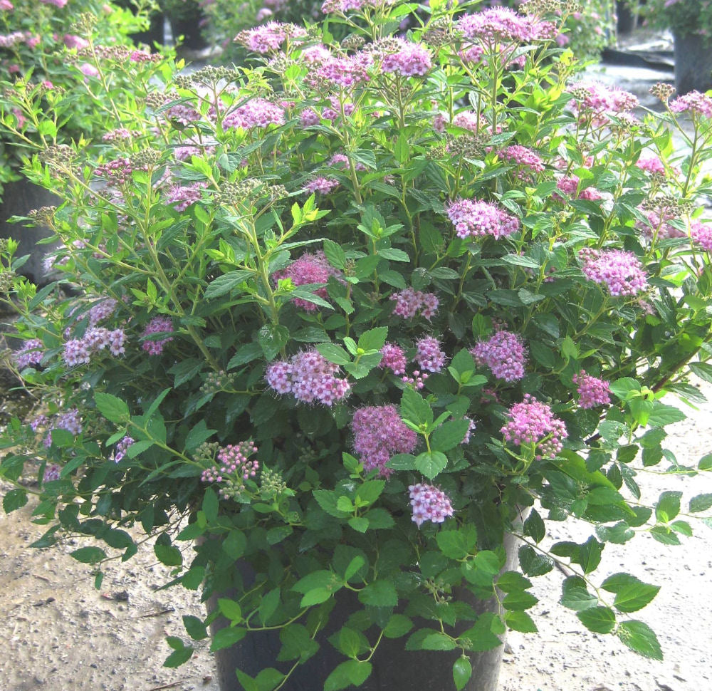 Little Princess Spiraea (Spiraea japonica 'Little Princess') - 1 gallon 6" -Ship Only