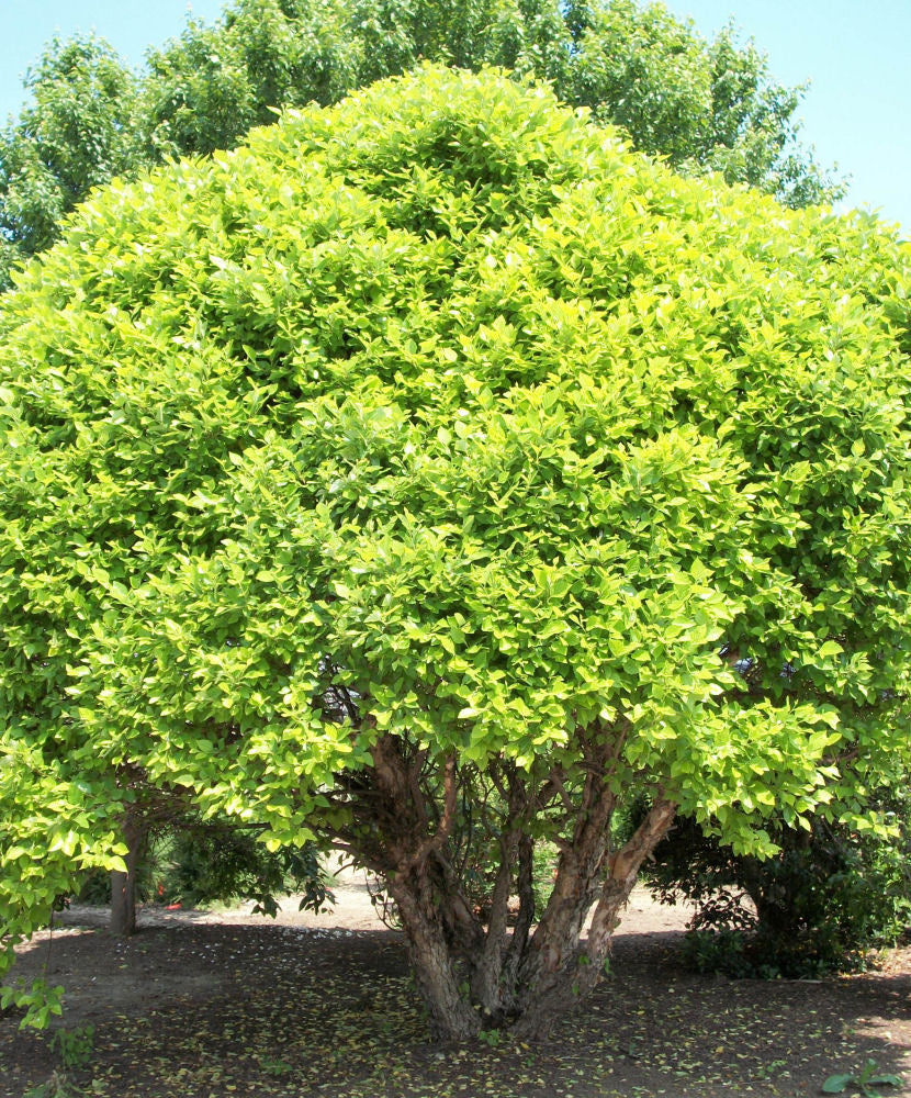 Fox Valley Dwarf River Birch (Betula nigra 'Little King') - 3 gallon 18" -Ship Only