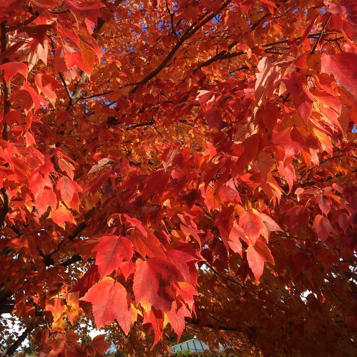 Red Sunset® Red Maple (Acer rubrum 'Franksred') - 3 gallon 48" -Ship Only
