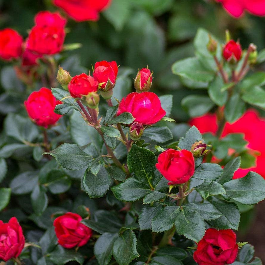 Petite Knock Out® Rose  (Rosa K.O 'Petite') - QT -Ship Only
