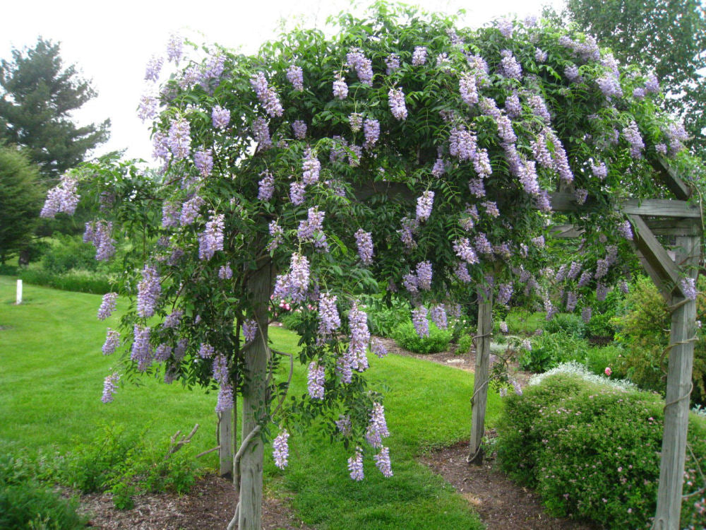 Blue Moon Wisteria (Wisteria macrostachya 'Blue Moon') - 3 gallon 30" TRELLIS -Ship Only