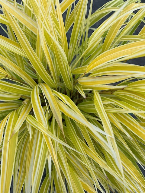 Lemon Zest™ Hakone Grass - Japanese Forest Grass (Hakonechloa macra 'HakBri1') - 1 gallon -Ship Only