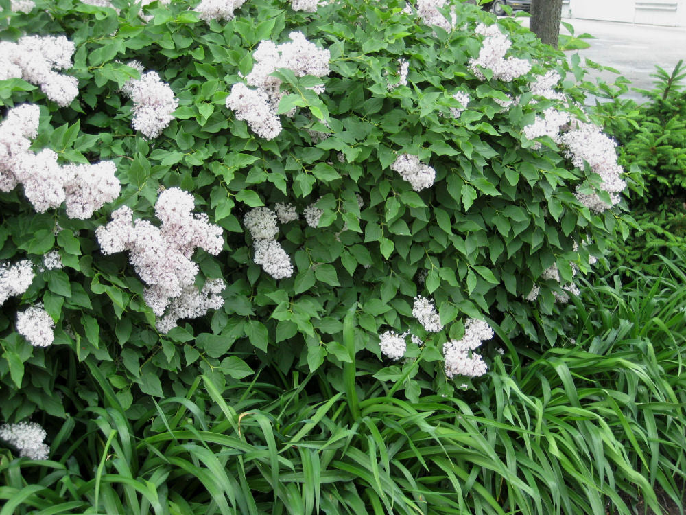 Miss Kim Lilac (Syringa patula 'Miss Kim') - 2 gallon -Ship Only