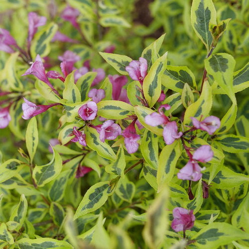 Bubbly Wine® Weigela (Weigela bubbly 'Wine') - 1 gallon -Ship Only