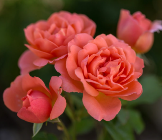 Sweet Fragrance Rose (Rosa E.E 'Sweet Fragrance') - 2 gallon -Ship Only
