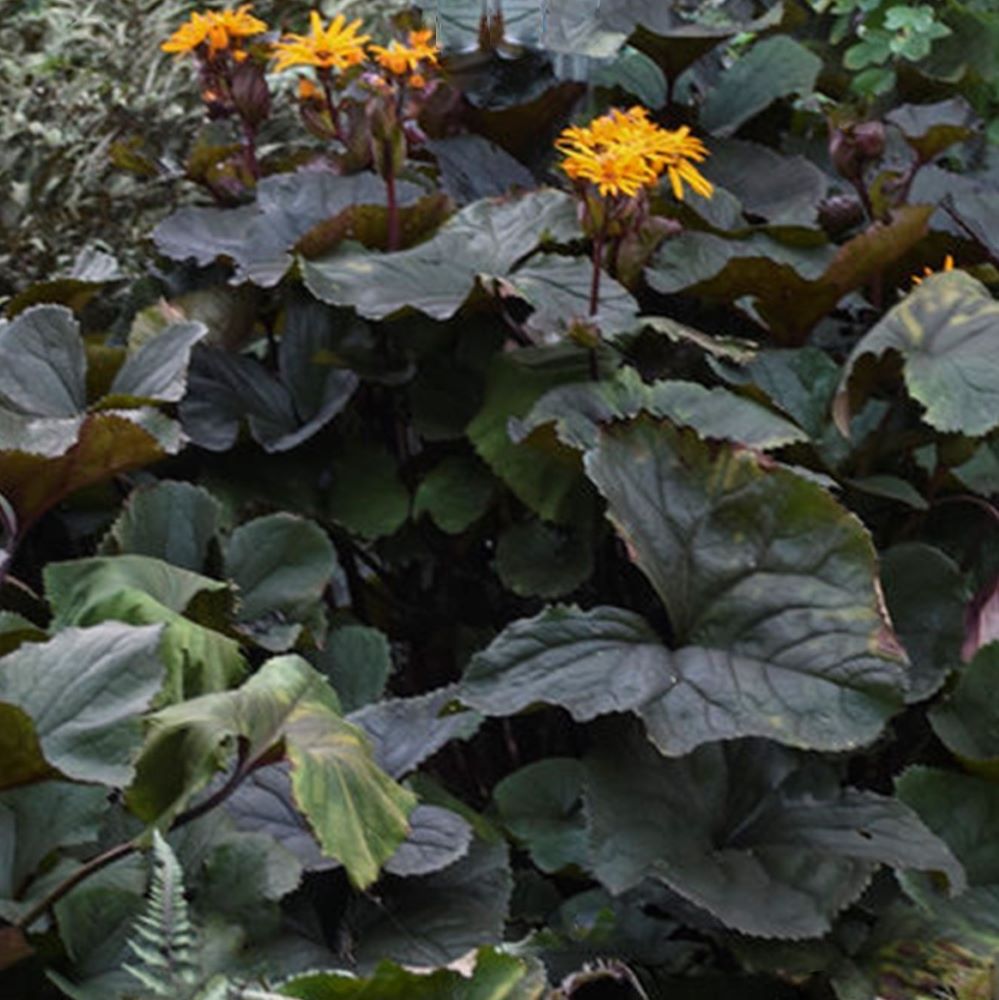 Britt-Marie-Crawford Bigleaf Ligularia Leopard Plant (Ligularia 'Britt-Marie Crawford') - 1 gallon -Ship Only