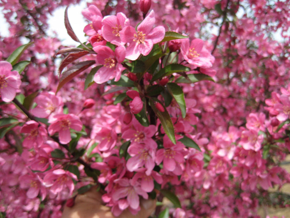 Prairifire Crabapple (Malus 'Prairifire') - 3 gallon 48" -Ship Only