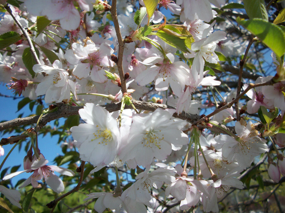 Autumnalis Higan Cherry (Prunus subhirtella 'Autumnalis') - 3 gallon -Ship Only