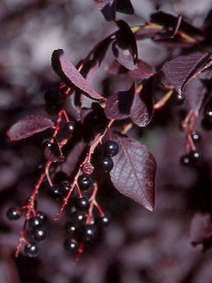 Schubert Chokecherry (Prunus virginiana 'Schubert') - 3 gallon 48" TREE -Ship Only