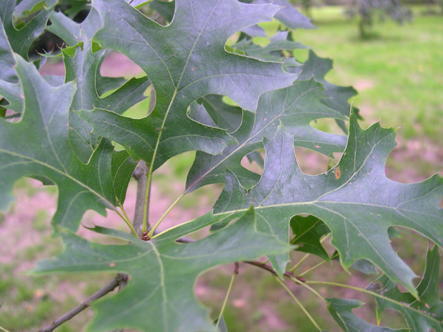 Pin Oak (Quercus palustris) - 3 gallon -Ship Only