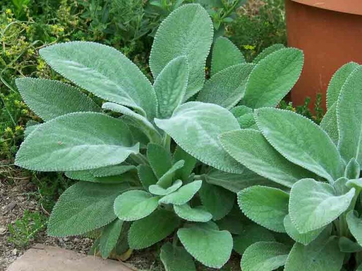 Lamb’s Ear, Woundwort (Stachys B 'Helen Von Stein') - 1 gallon -Ship Only