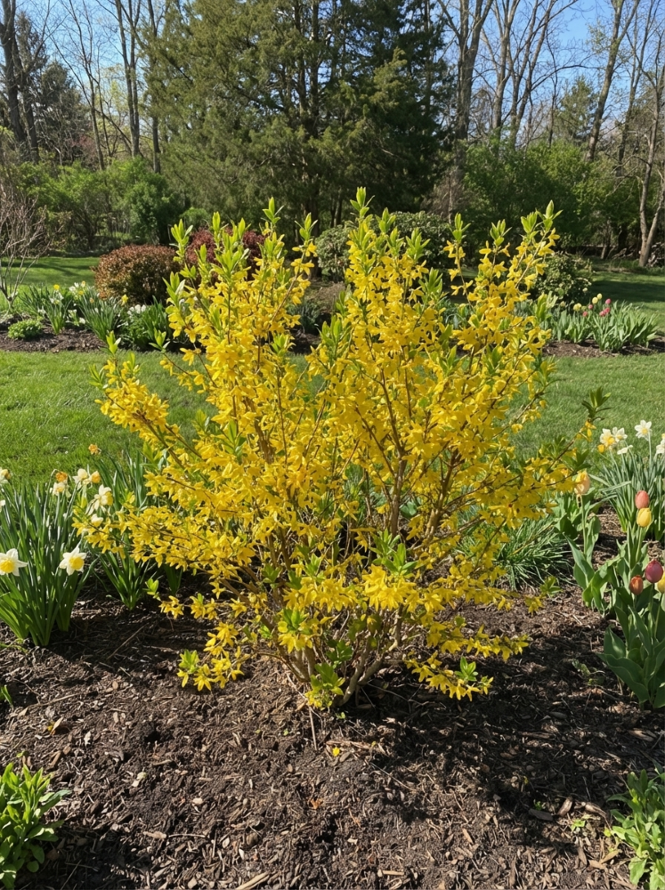 Lynwood Gold Forsythia (Forsythia x 'Lynwood Gold') - 3 gallon 24" -Ship Only