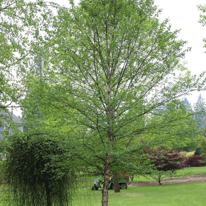 City Slicker® River Birch (Betula nigra 'City Slicker') - 3 gallon -Ship Only