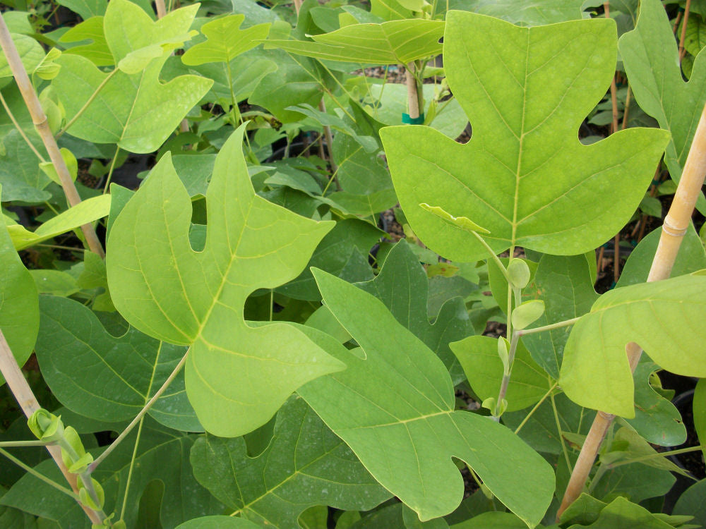 Tuliptree (Liriodendron tulipifera) - 3 gallon -Ship Only