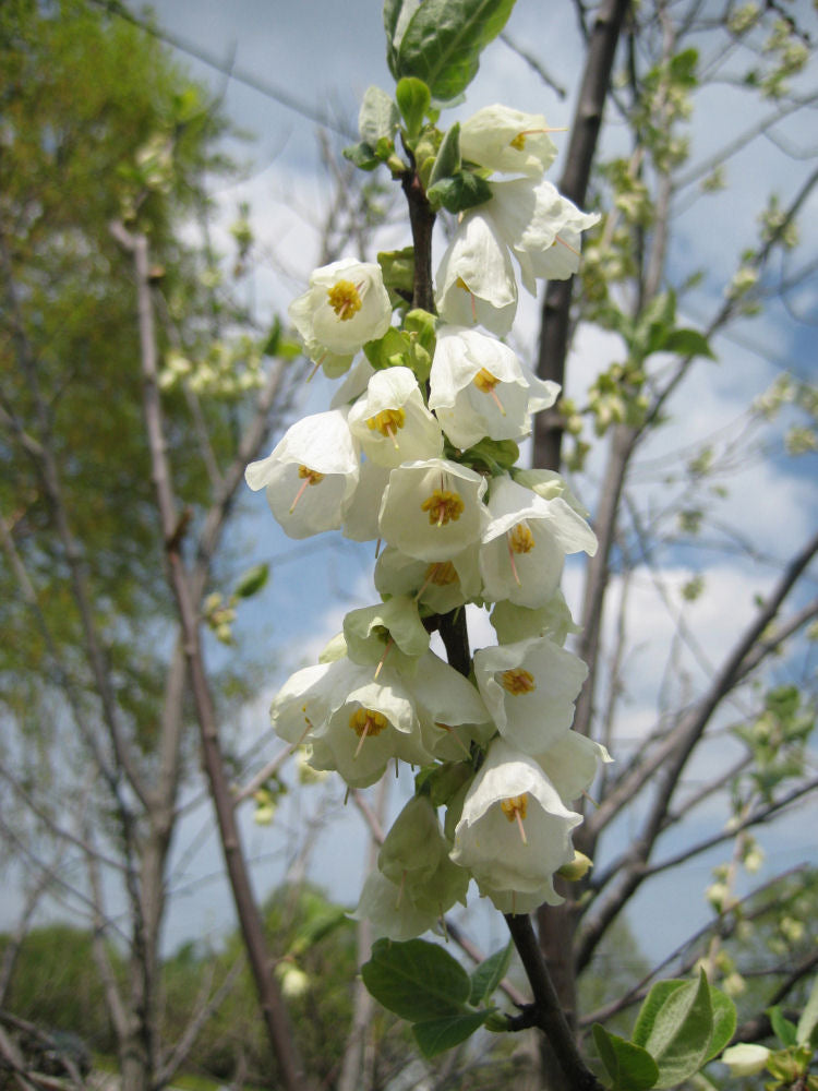 Carolina Silverbell (Halesia tetraptera) - 3 gallon TREE -Ship Only