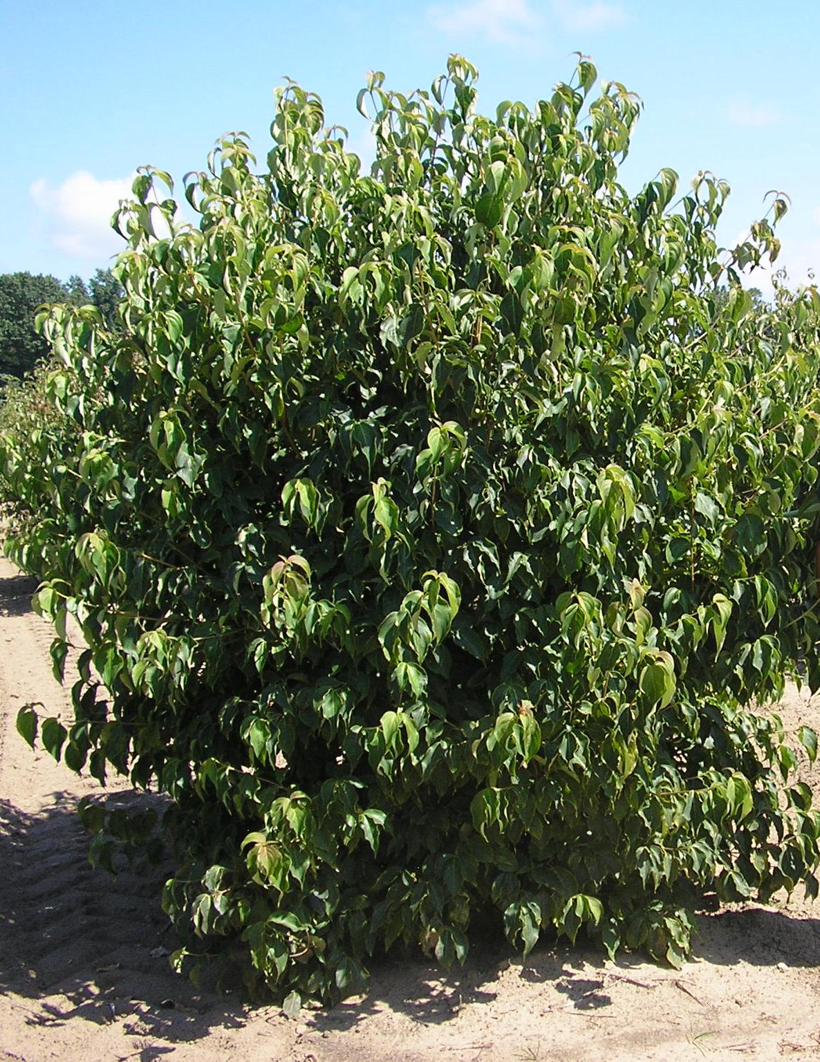 Kousa Dogwood (Cornus kousa var. chinensis 'Chinensis') - 1 gallon 24" TREE -Ship Only