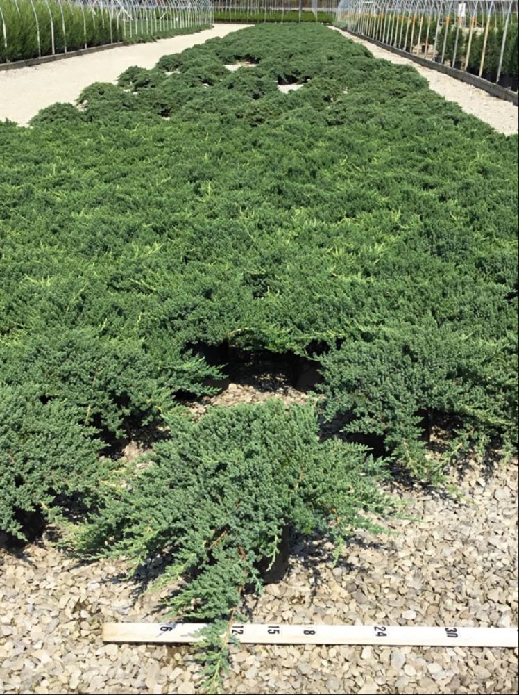 Dwarf Japanese Garden Juniper (Juniperus chinensis 'Nana') - 1 gallon 6" -Ship Only