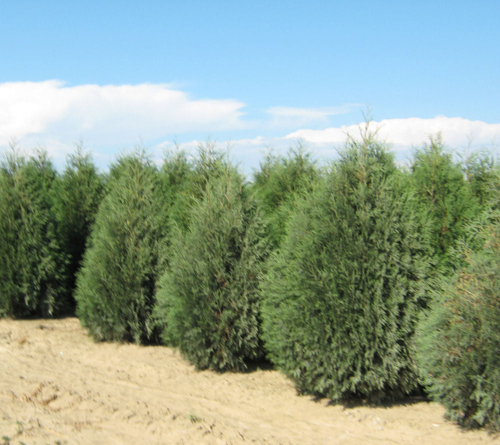 Techny Mission Arborvitae (Thuja occidentalis 'Techny Mission') - 2 gallon 15-18" -Ship Only