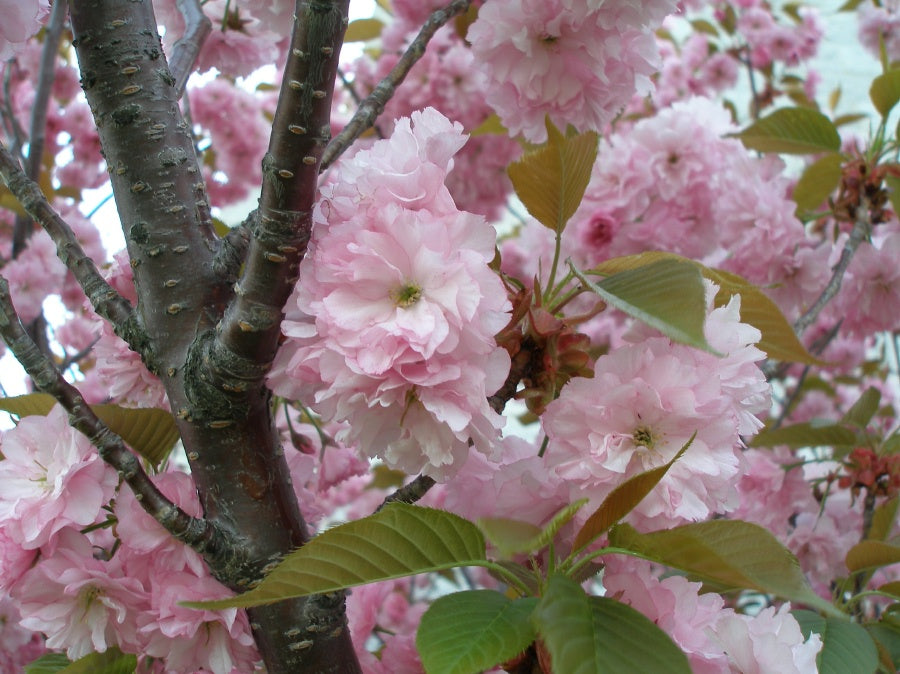 Kwanzan Cherry (Prunus serrulata 'Kwanzan') - 3 gallon 48" TREE -Ship Only