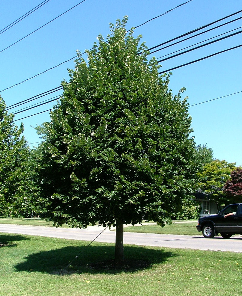Greenspire™ Littleleaf Linden (Tilia cordata 'Greenspire') - 3 gallon 4'-5' WHIP -Ship Only