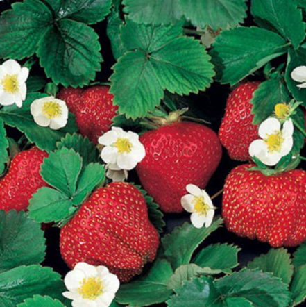 Fragaria Ozark Beauty Everbearing Strawberry (Fragaria ozark 'Beauty') - 1 gallon -Ship Only