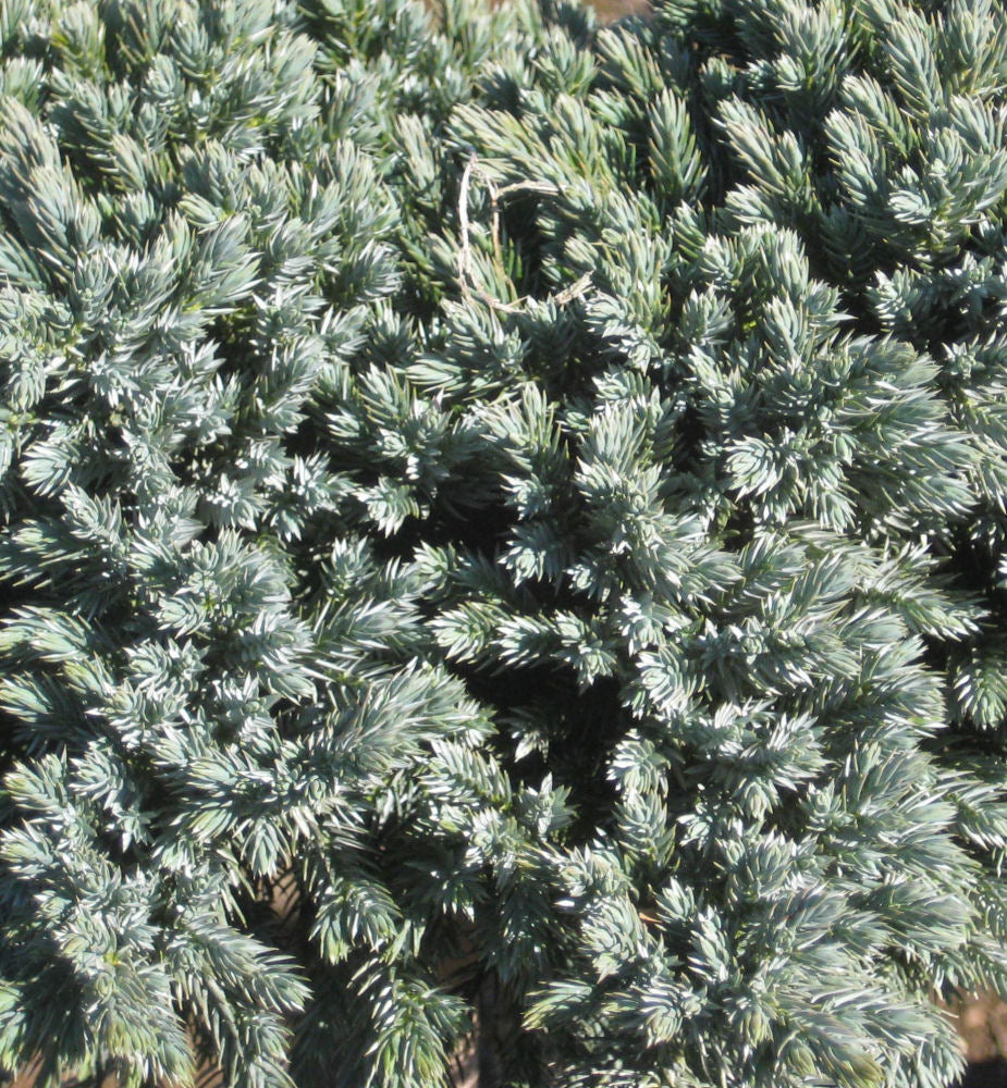Blue Star Juniper (Juniperus squamata 'Blue Star') - 1 gallon 6" -Ship Only