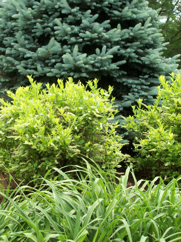 Henry's Garnet Virginia Sweetspire (Itea virginica 'Henry's Garnet') - 1 gallon -Ship Only