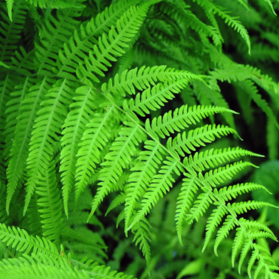 Fern New York (Thelypteris 'New York') - 1 gallon -Ship Only