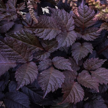 Chocolate Shogun Astilbe (Astilbe 'Chocolate Shogun') - 1 gallon -Ship Only