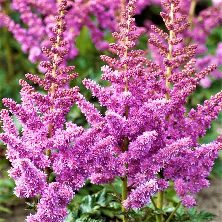 Little Vision In Purple Astilbe (Astilbe chinensis 'Little Vision in Purple') - 1 gallon -Ship Only