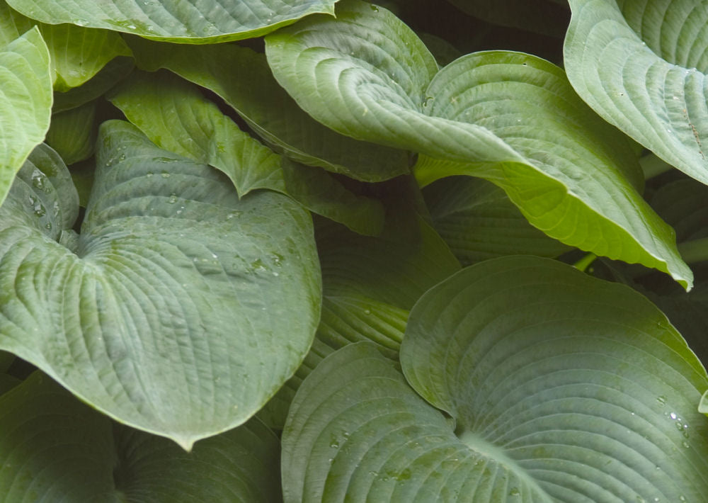 Elegans Plantain Lily (Hosta sieboldiana 'Elegans') - QT -Ship Only