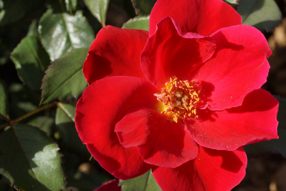 Miracle on the Hudson™ Rose (Rosa miracle 'On The Hudson') - 3 gallon -Ship Only