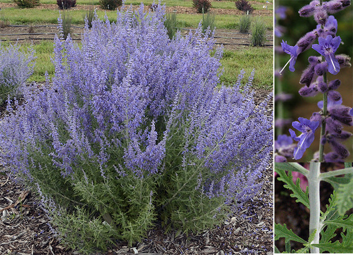 'Denim 'n Lace' Russian Sage (Perovskia atriplicifolia 'Denim N Lace') - 1 gallon -Ship Only