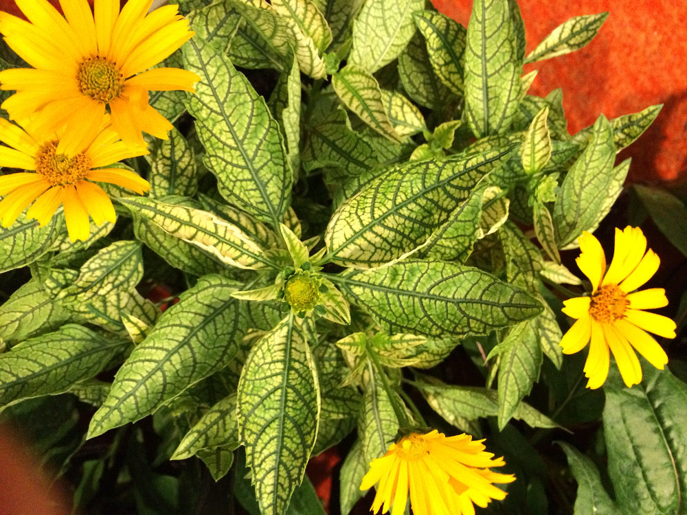 Sunstruck False Sunflower (Heliopsis helianthoides 'Sunstruck') - 1 gallon -Ship Only