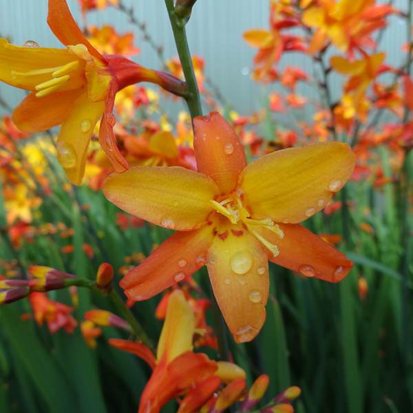 Orange Pekoe Montbretia (Crocosmia x 'Orange Pekoe') - 1 gallon -Ship Only