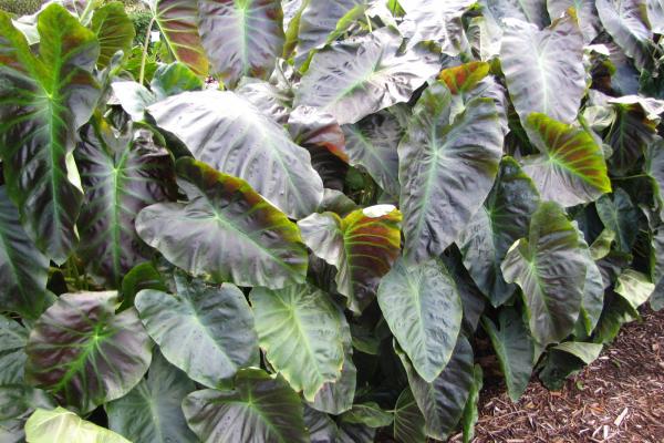 Aloha Elephant Ear (Colocasia aloha) - 1 gallon -Ship Only